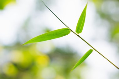 Bambu Yaprakları