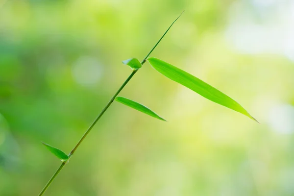 Frunze de bambus — Fotografie, imagine de stoc