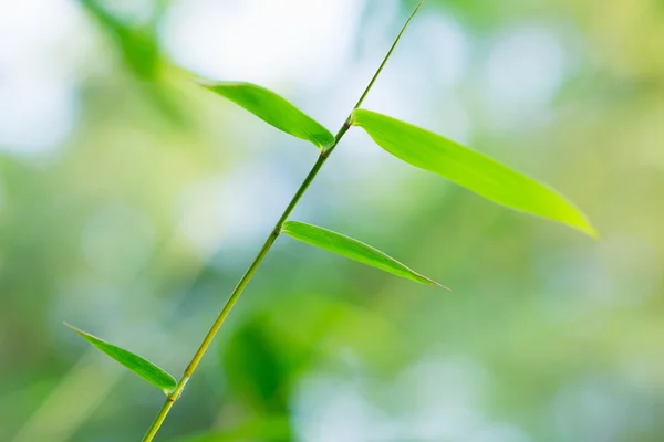 Hojas de bambú — Foto de Stock