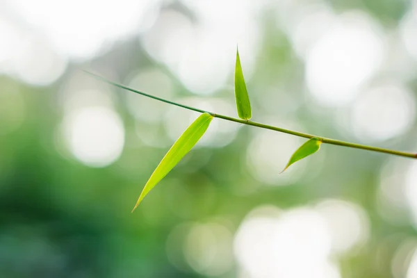 Bamboo leaves — Stock Photo, Image