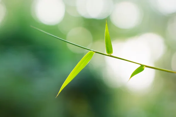 Bamboo leaves — Stock Photo, Image