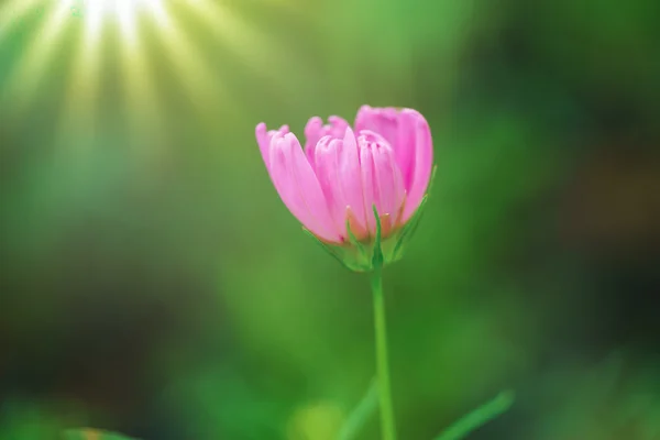 Flor —  Fotos de Stock