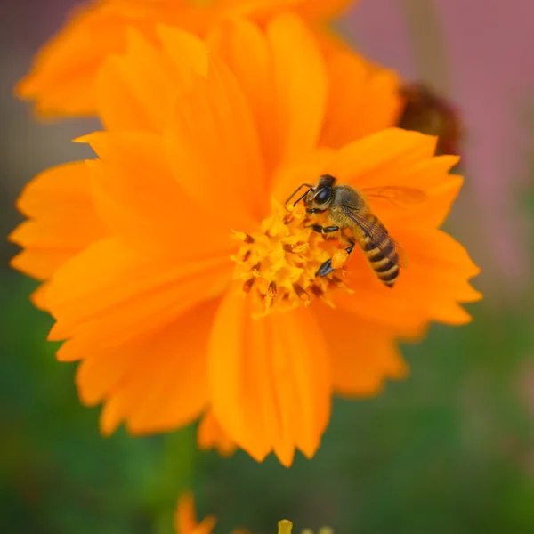 Forraje de abeja — Foto de Stock
