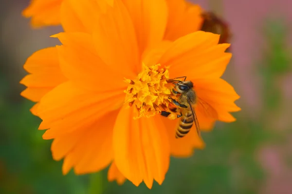 Forraje de abeja — Foto de Stock