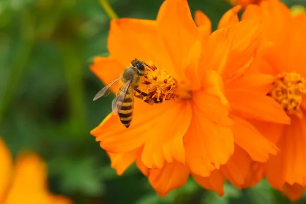 Forraje de abeja — Foto de Stock