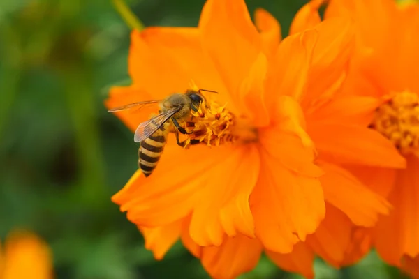 Bee forage — Stockfoto