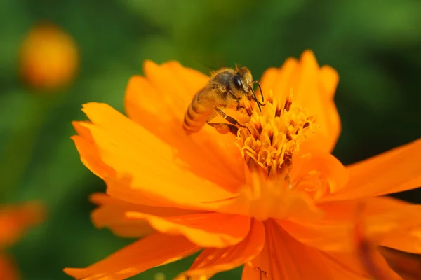 Forraje de abeja — Foto de Stock