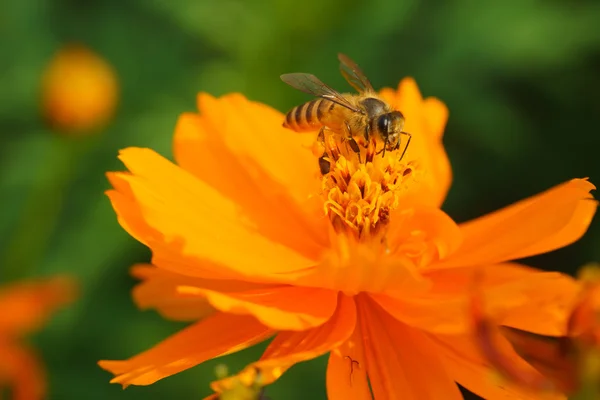 Forraje de abeja — Foto de Stock