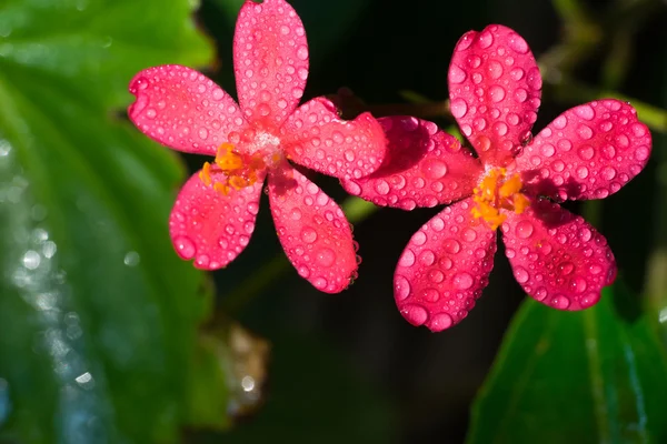 Fleurs rouges avec goutte d'eau — Photo