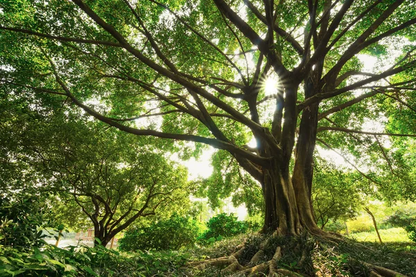 Eski banyan — Stok fotoğraf