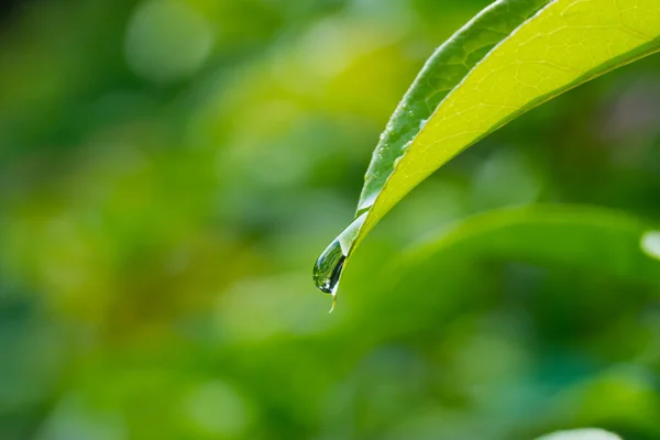 Gota de agua en una hoja — Foto de Stock