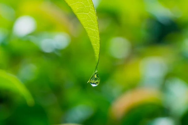 Vattendroppe på löv — Stockfoto