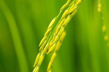 tahıl alanda olgunlaşma