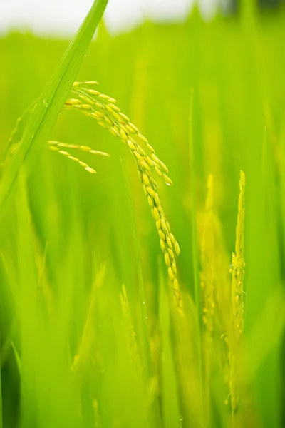 Ripening grain in field — Stock Photo, Image