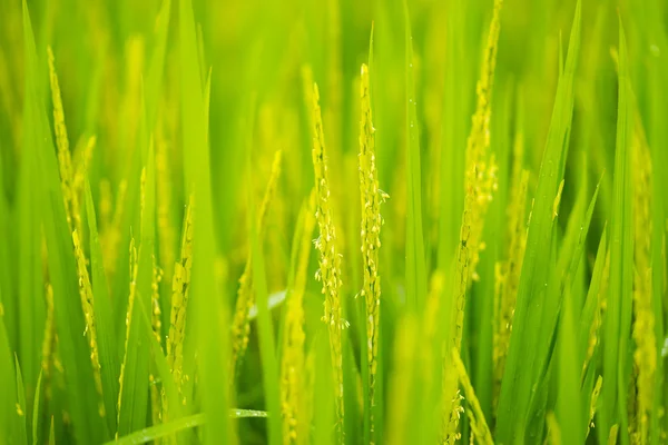 Ripening grain in field — Stock Photo, Image