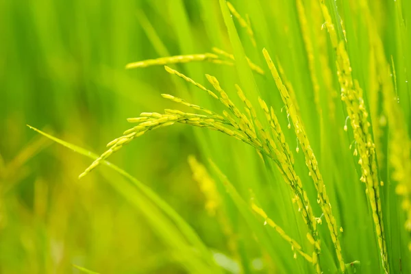 Ripening grain in field — Stock Photo, Image