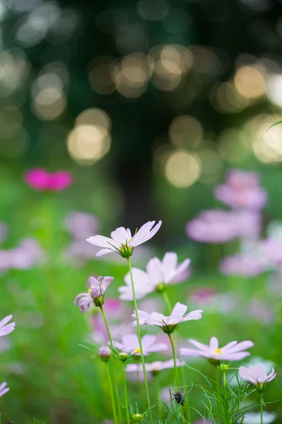 Closeup the daisy — Stock Photo, Image