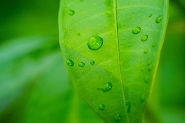 Yaprağın üzerine su damlıyor.