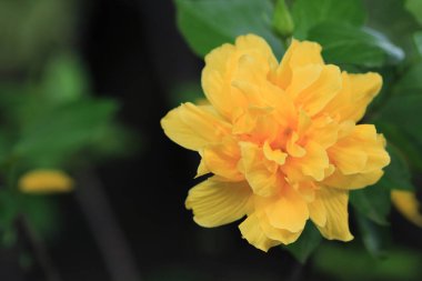 Bahçedeki Hibiscus çiçeğini kapat.