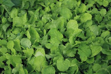 Çin lahanası yetiştirme