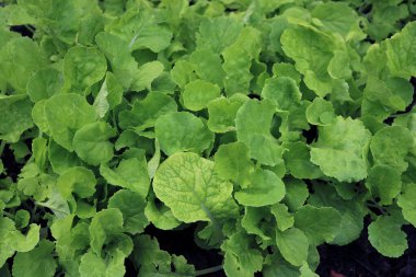 Büyüyen Pekin lahanasına yakın.