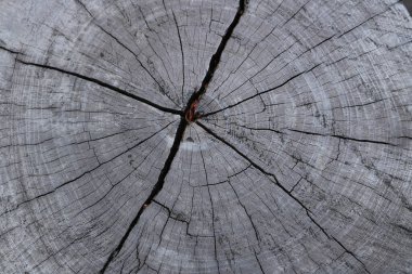 Ağaç gövdesi dokusu arkaplanını kapat