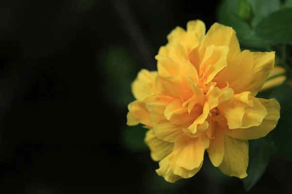 Close Flor Hibisco Amarelo — Fotografia de Stock