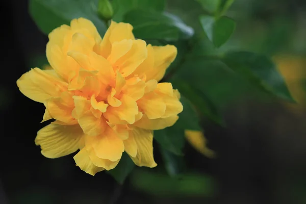 Sarı Hibiscus Çiçeğine Yaklaş — Stok fotoğraf