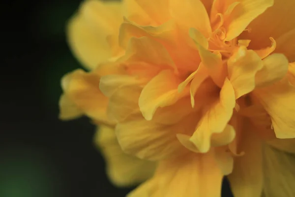 Zblízka Žlutý Květ Ibišku Stock Obrázky