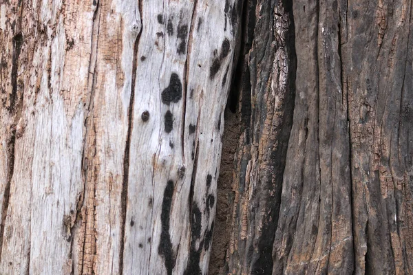 Estructura Del Tronco Del Árbol Con Fondo Contraste —  Fotos de Stock