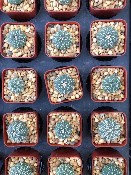 นหล งของ Astrophytum Asterias Cactus — ภาพถ่ายสต็อก