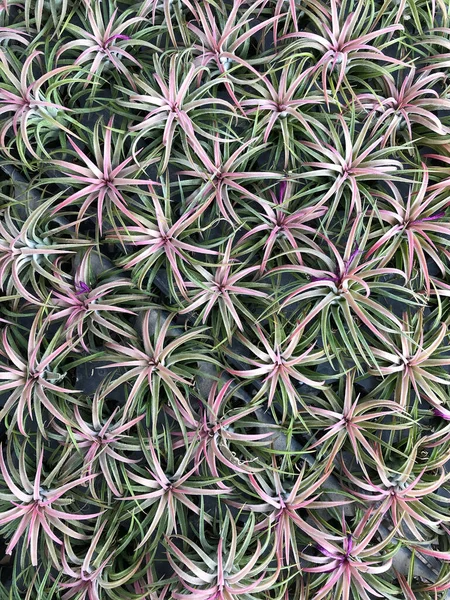 Bromeliad Jardín —  Fotos de Stock