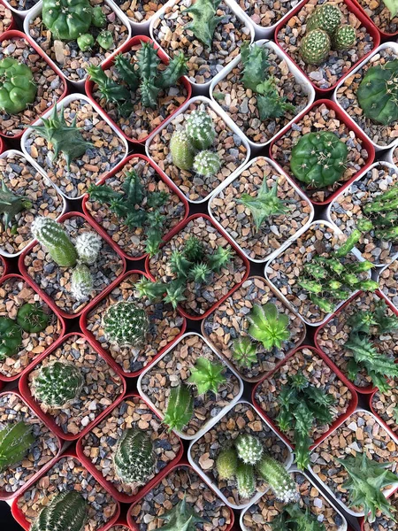 Close Van Cactus Achtergrond — Stockfoto