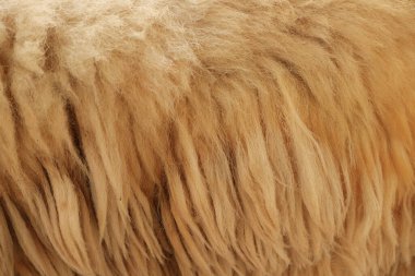 Örtü arkaplanını kapat