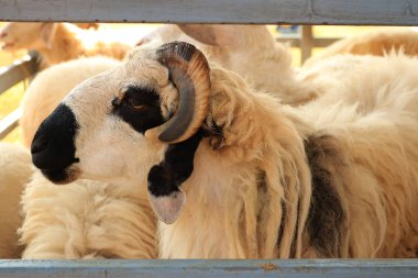 Ahırdaki koyunları kapat.