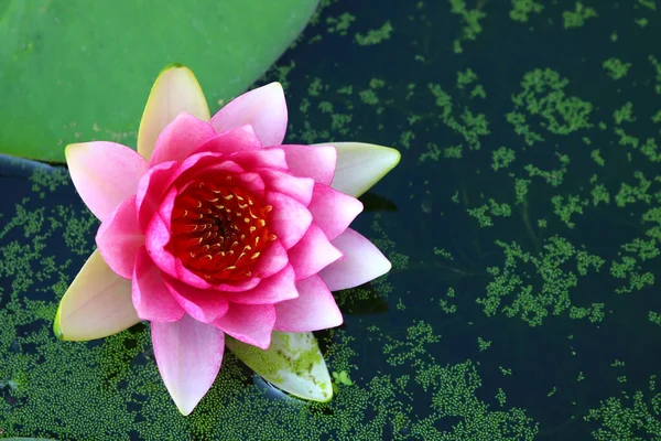 Růžový Lotosový Květ Vodní Čáře Royalty Free Stock Obrázky