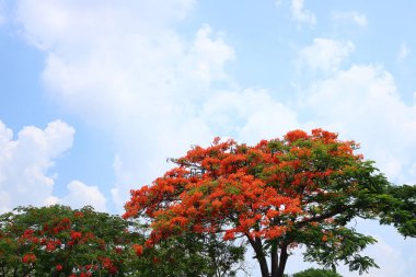 Mavi gökyüzü ile Yağmur Ağacı