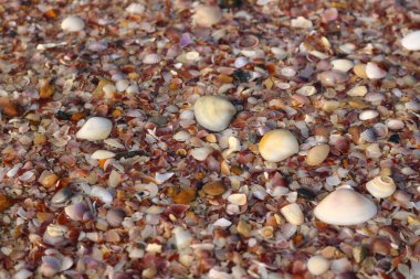 Sahilde deniz kabukları