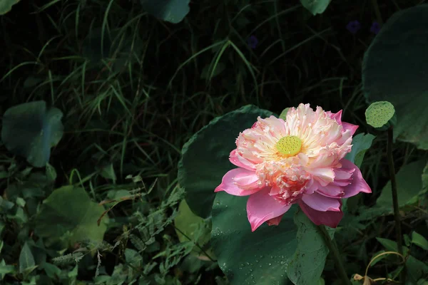 Kapatın Pembe Nilüfer Çiçeğini Gölette Açarken — Stok fotoğraf