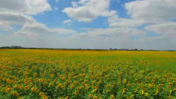 Solrosor fältet solig dag ljusa färger utsäde olja — Stockvideo