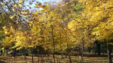 sonbahar park sarı yaprakları