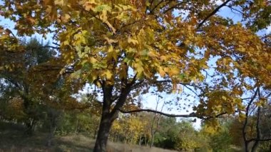 sonbahar park sarı yaprakları