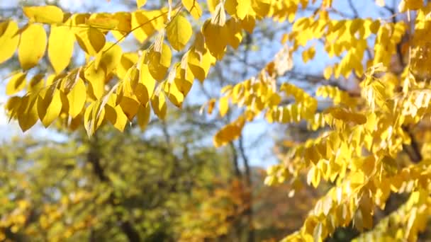 Taman musim gugur daun kuning — Stok Video