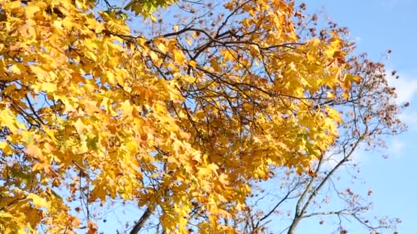 Automne parc feuilles jaunes — Video