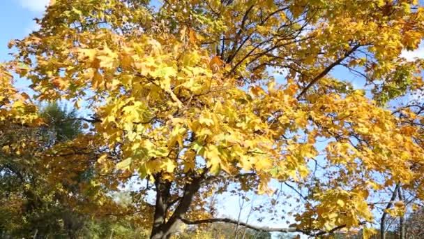 Otoño parque hojas amarillas — Vídeos de Stock