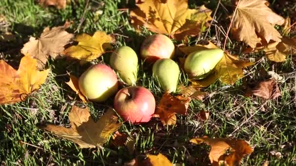 Autunno parco foglie gialle — Video Stock