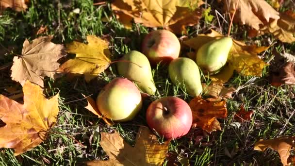 Herfst park gele bladeren — Stockvideo