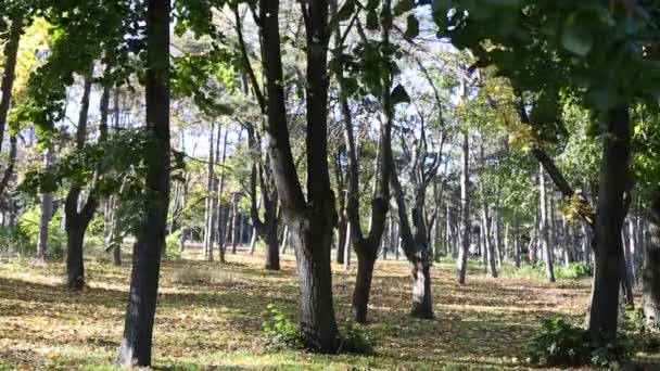 Autunno parco foglie gialle — Video Stock