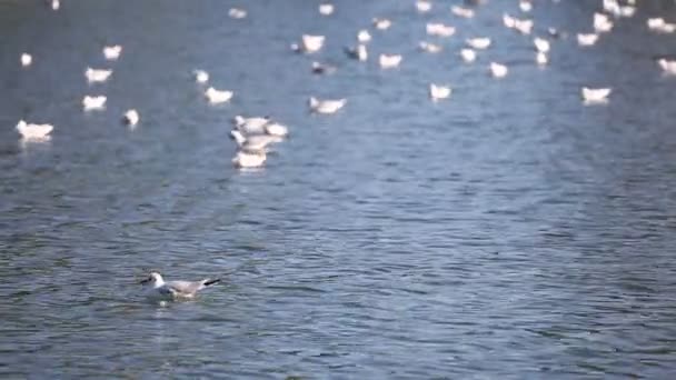 Uccelli acqua casa natura — Video Stock