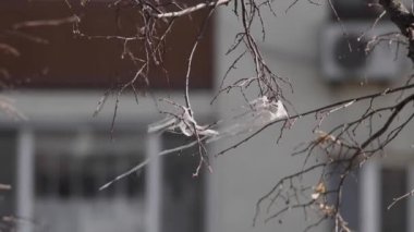 Yapraksız bir ağaç dalında yırtık bir plastik torba çevreyi kirletir..